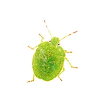 Green shield bug on a white background Stock-Fotos