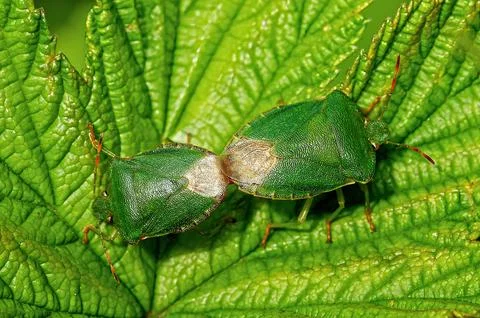 Green shield bugs mating Stock Photos