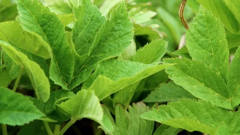 Green shield bugs (Palomena prasina) breed on a plant Stock Footage 89614605