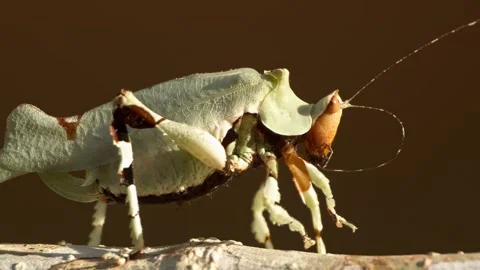 Green shield katydid perched on textured tree branch Stock Footage 340788375