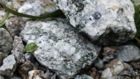 Green Shieldbug (Palomena prasina) Crawling on Gravel – 4K Macro Wildlife Footag Stock Footage 339786244