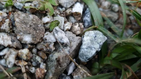 Green Shieldbug (Palomena prasina) Crawling Across Gravel and Grass – 4K Macro W Stock Footage 339786271