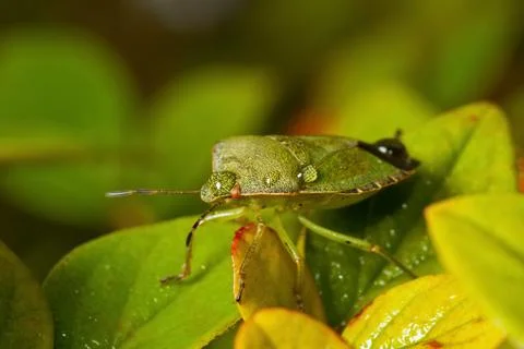 Green Shieldbug Foto stock