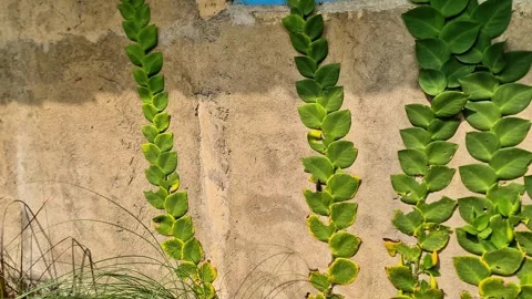 Green Shingle Vine Climbing on Raw Concrete Wall Biophilic Architecture Stock Footage 334399358