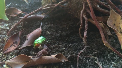 Green shiny beetle digging in soil Stock Footage 122115464