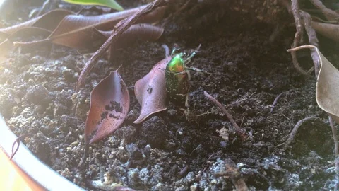 Green shiny beetle turns over from backs on legs Stock Footage 122115393