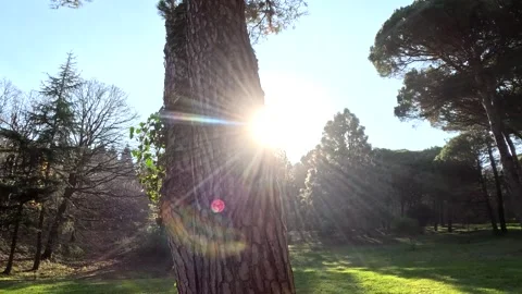 Green Shiny Light Nature Tree Forest Stock Footage 260382195