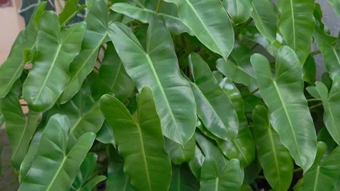 Green Shiny philodendron Burle Marx with curly green leaves houseplant. Vidéo 302881117