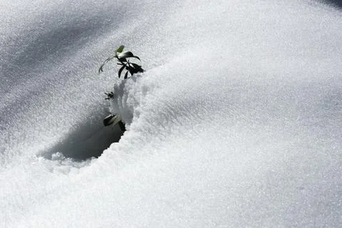 Green Shoot Breaking Through Deep Snow - Symbol of Hope Stock Photos