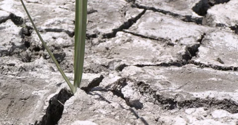 A Green shoot grows from cracked ground, water crisis and drought recovery. 스톡 동영상 146958202
