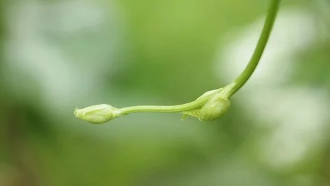 Green shoot in wind Stock Footage 95085772