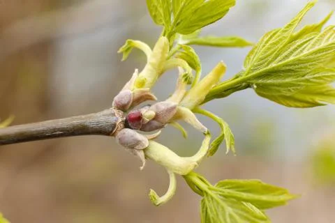 Green shoot of a young tree close-up. Stock Photos