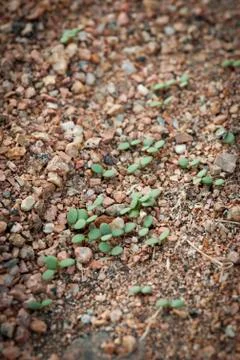 Green shoots emerging from between small granite stones. Stock Photos