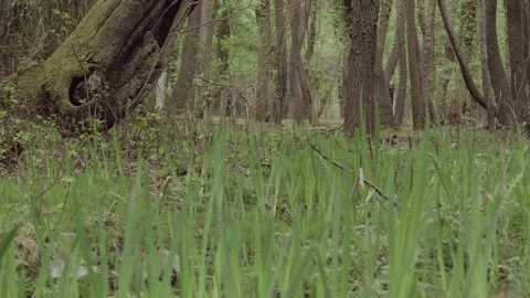 Green Shoots Emerging from the Forest Floor Stock Footage 282934613