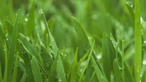 Green shoots of fresh grass, wheat in the rain Video stock 89573526