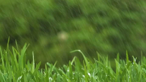 Green shoots of fresh grass, wheat in the rain 库存影片 89575994