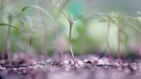 Green shoots in a nursery Stock Footage 166509580