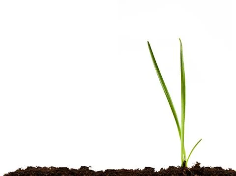 Green shoots Stock Photos