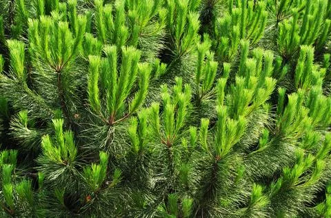 Green shoots of pine. Close-up. Pine branches. Stock Photos
