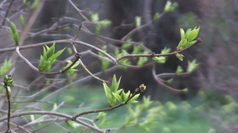 Green Shoots of Spring on a bush Stock Footage 36441497