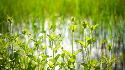 Green shoots of spring grass in field and bokeh of sun light in reflection water Stock Footage 67414593