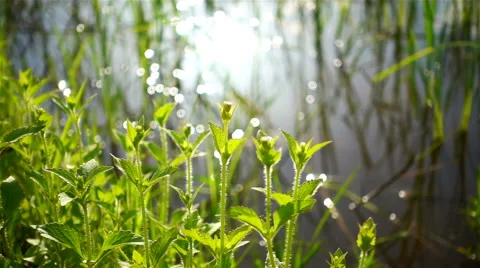 Green shoots of spring grass in field and bokeh of sun light in reflection water Stock Footage 67414909