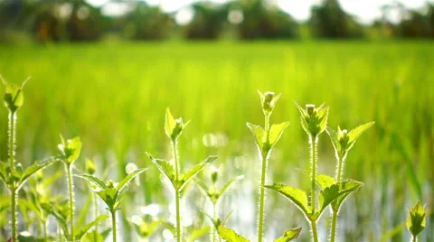 Green shoots of spring grass in field and bokeh of sun light in reflection water Stock Footage 67419077