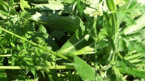 Green shoots of spring grass in field Video stock 76149472