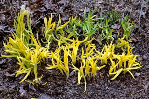 Green shoots sprouting in spring Foto stock