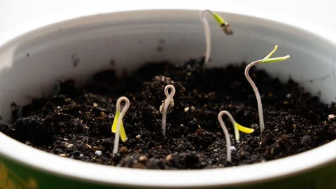 Green shoots tend to light. 스톡 동영상 128313674
