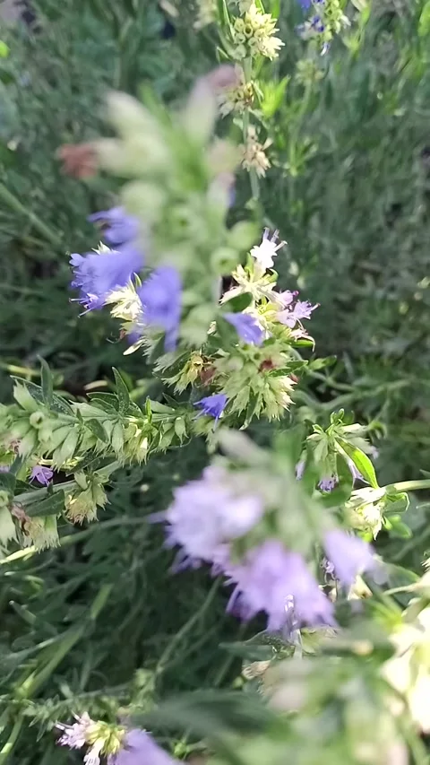 Green shoots with thorns Stock-Footage 313653575
