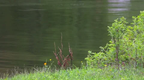 Green shore on the lake Stock Footage 50875376