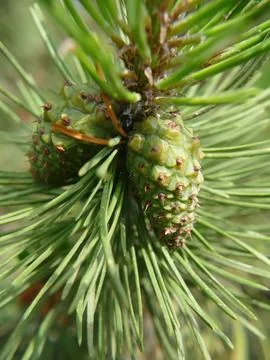 Green shore pine cones developing on branch, slender needles framing conife.. 스톡 사진