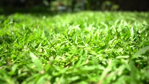 Green Short Grass Stock Footage 159868230