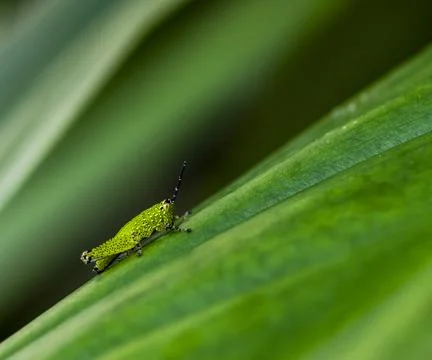 Green short-horned grasshopper on leaf Stock Photos