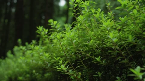 Green Shrub Close Up in Forest at Lagoa do Canario Stock Footage 346478859