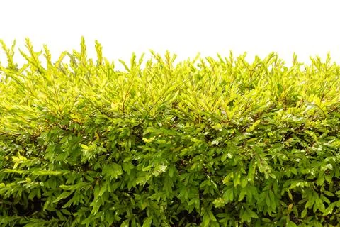 A green shrub features many small leaves. The focus is on the dense foliage.  写真素材
