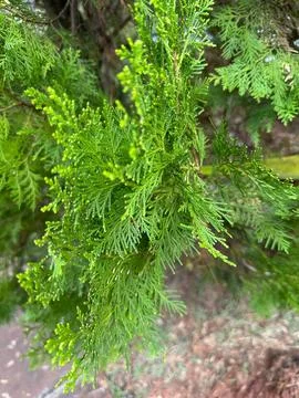 Green Shrub Foliage Stock Photos
