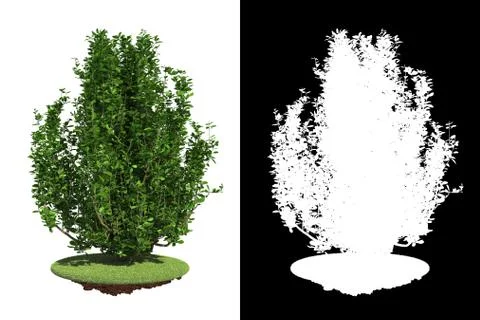 Green Shrub Isolated on White Background. Stock Illustration