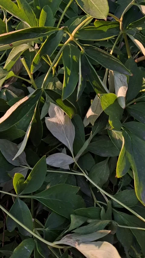 Green shrub leaves Stock-Footage 344480012