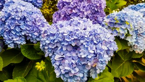 A green shrub with lilac blooming flowers. Stock Photos