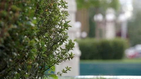 Green Shrub in the Park Stock Footage 77050446