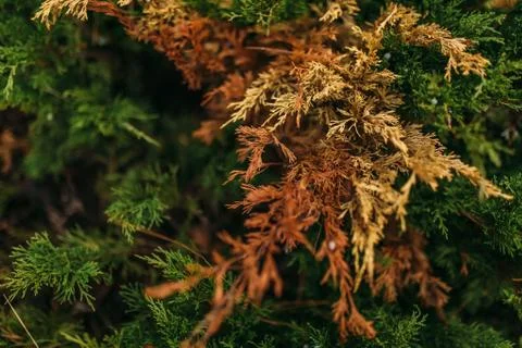 Green Shrub Stock Photos