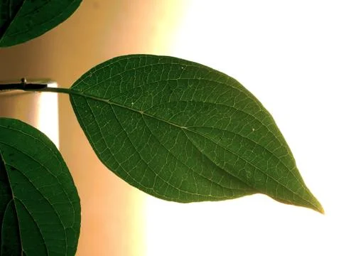 Green shrub Stock Photos
