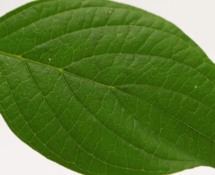 Green shrub Stock Photos