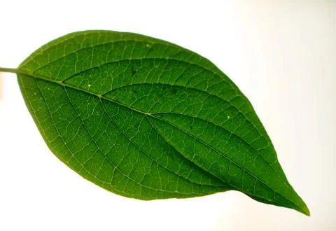 Green shrub Stock Photos