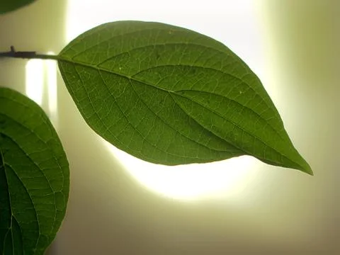Green shrub Foto stock