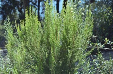 Green shrub Stock Photos
