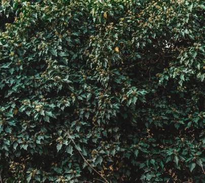 Green shrub Stock Photos