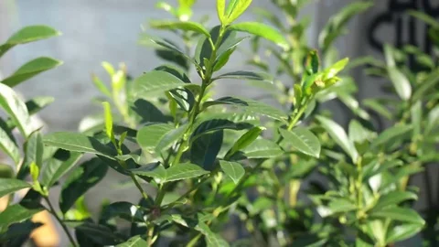 Green Shrub with river in background 스톡 동영상 78412722